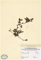 藏品(高山薔薇)的圖片